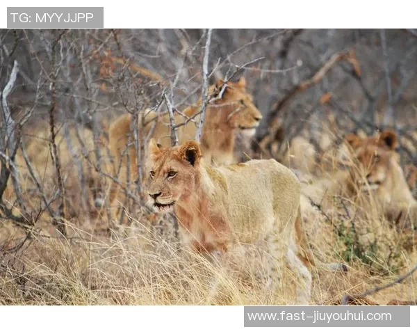 非洲狮子与足球的奇妙碰撞探索野性与运动的激情之旅